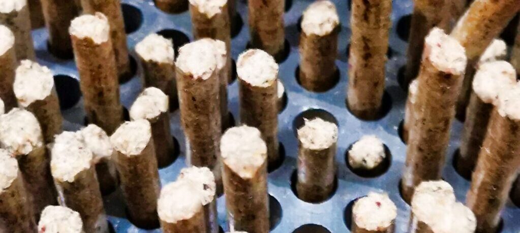 What are the key temperature phases during biomass pellet production in a Ring Die Pellet Mill?