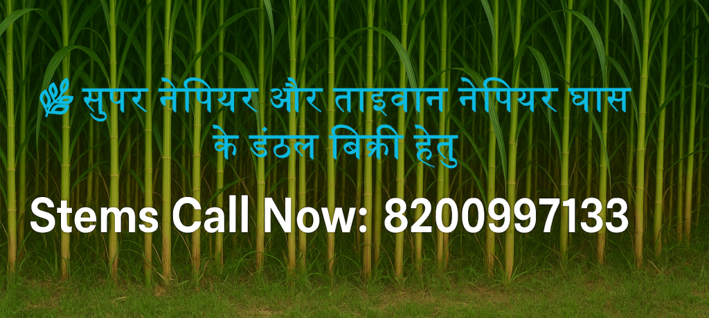 Napier Grass Stems in hindi